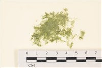 藏品(布氏藻)的圖片