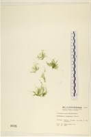 藏品()的圖片