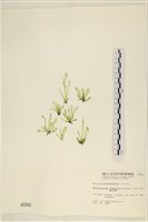 藏品(扁石髮)的圖片