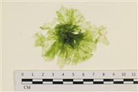 藏品(茶花石蓴, 牡丹菜)的圖片