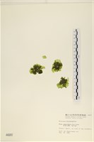 藏品(茶花石蓴, 牡丹菜)的圖片