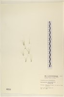 藏品(長條硬毛藻)的圖片