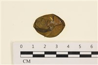 藏品(袋苔, 囊藻)的圖片