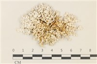 藏品(仙掌藻, 海仙人掌)的圖片