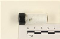 藏品(小笠藻, 小傘藻)的圖片