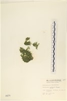 藏品(指枝藻)的圖片