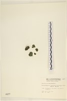 藏品(網球藻)的圖片