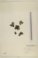 藏品(小網藻, 日本小網藻)的圖片