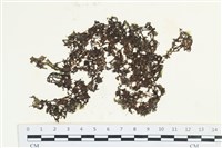 藏品(網胰藻)的圖片