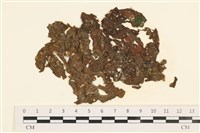 藏品(袋苔, 囊藻)的圖片