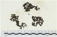 藏品(網胰藻)的圖片