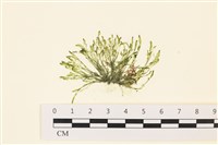 藏品(偏列羽藻)的圖片