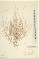 藏品(長松藻)的圖片