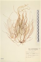 藏品(長松藻)的圖片