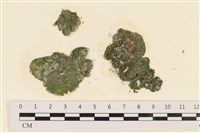 藏品(網球藻)的圖片