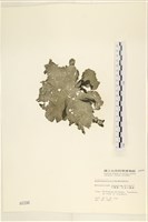 藏品(小網藻, 日本小網藻)的圖片