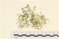 藏品(粗硬毛藻, 綠苔)的圖片