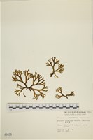 藏品(網目藻)的圖片