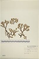 藏品(網目藻)的圖片