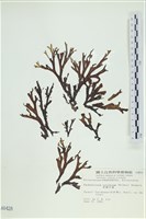 藏品(厚網目藻)的圖片