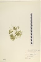 藏品(指枝藻)的圖片