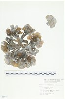 藏品(南方團扇藻)的圖片