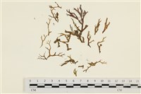 藏品(網目藻)的圖片