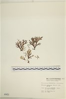 藏品(網目藻)的圖片