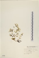 藏品(海網蕨)的圖片