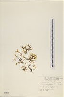 藏品(海網蕨)的圖片