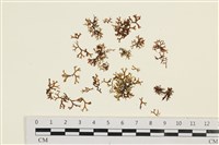 藏品(鹿角網地藻)的圖片