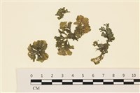 藏品(浮網藻, 肋葉藻)的圖片