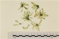 藏品(曲玉藻, 香蕉菜, 玉茄藻)的圖片