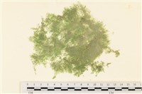 藏品(布氏藻)的圖片