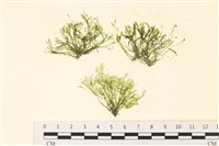 藏品(偏列羽藻)的圖片