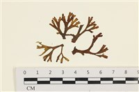 藏品(網目藻)的圖片