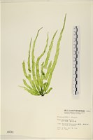 藏品(長片石蓴, 裂片石蓴)的圖片