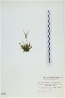藏品(絲狀外子藻, 水雲)的圖片