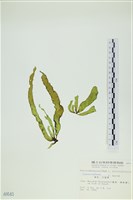 藏品(葉苔, 小海帶)的圖片