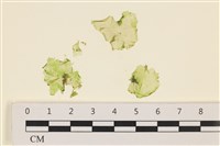 藏品(薄礁膜藻)的圖片