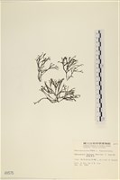 藏品(海鹿角苔)的圖片