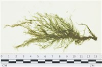 藏品(絲狀外子藻, 水雲)的圖片