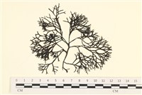 藏品(小毛孢藻, 小鹿角苔)的圖片