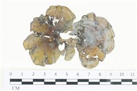 藏品(南方團扇藻)的圖片