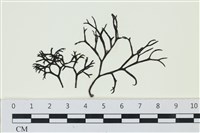 藏品(石牙藻, 石牙菜, 鐵釘菜)的圖片