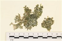 藏品(法囊藻)的圖片