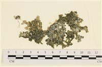 藏品(法囊藻)的圖片