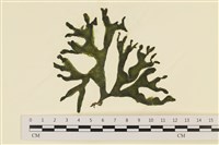 藏品(臺灣水松, 臺灣松藻)的圖片