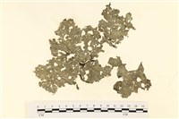 藏品(小網藻, 日本小網藻)的圖片