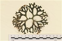 藏品(雙叉水松)的圖片